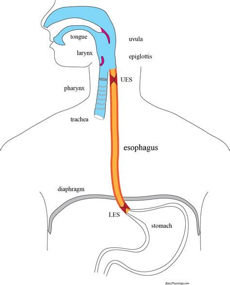 simple diagrams of the esophagus and stomach 